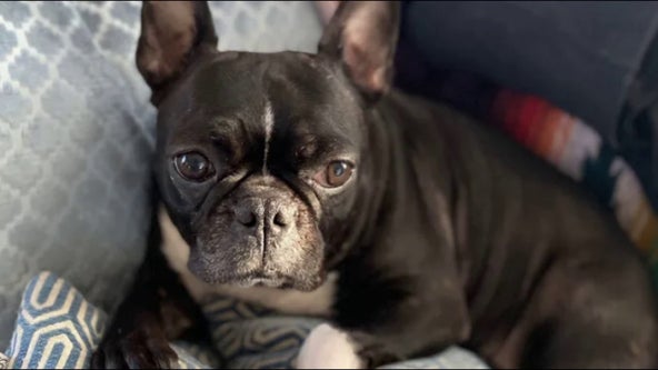 Charges filed in St. Paul French bulldog mix theft