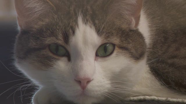 Minnesota Pet Foster Coalition aims to keep pets surviving domestic violence safe