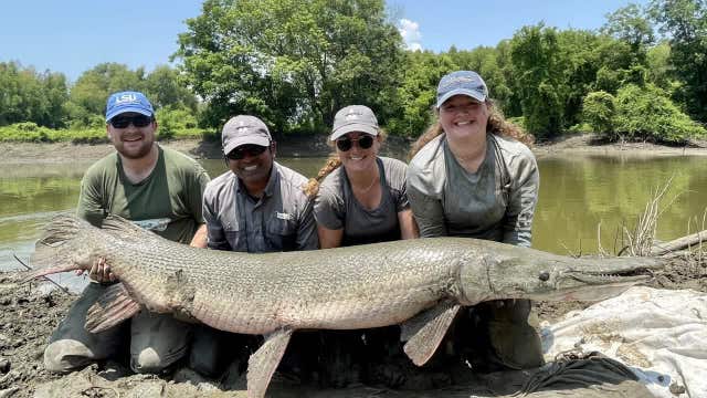 Prehistoric gars: Ancient fish DNA offers insights into evolution