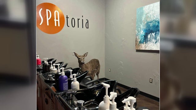 Two deer crash through Victoria salon