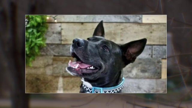 Search warrants: Dog shooting suspect had history of leaving threatening notes