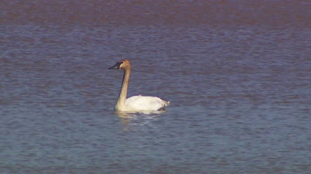 Feather transplant? MN orgs team up to save swans