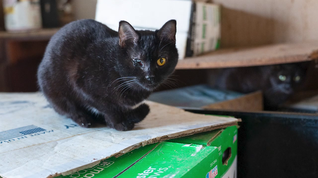 Animal Humane Society sees spike in animal neglect, cruelty cases