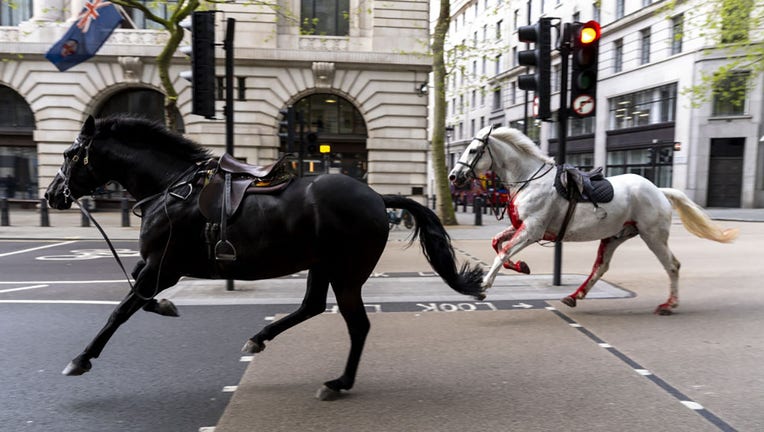 Two horses on the loose bolt through the streets of London near Aldwych. Picture date: Wednesday April 24, 2024. (Photo by Jordan Pettitt/PA Images via Getty Images)