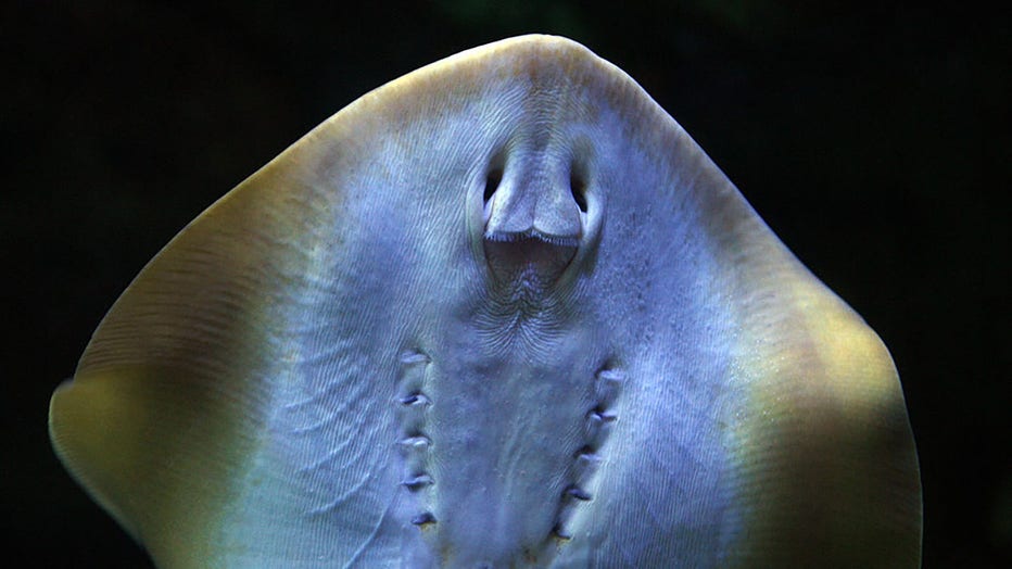 FILE - A Bluespotted stingray swims in the Aquarium of the Pacific complex in Long Beach, California, on Nov. 8, 2006. (Photo credit: GABRIEL BOUYS/AFP via Getty Images)