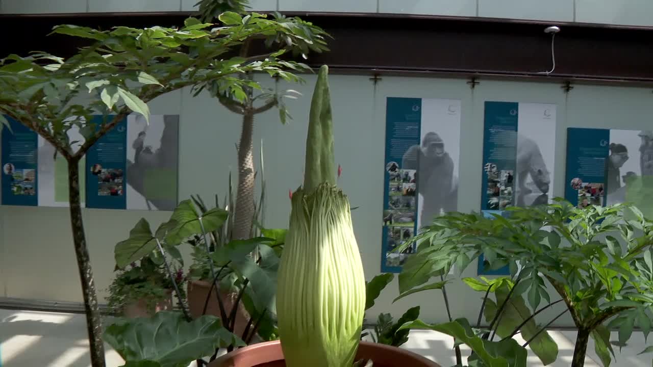 Como Zoo's corpse flower Horace could bloom in the coming days