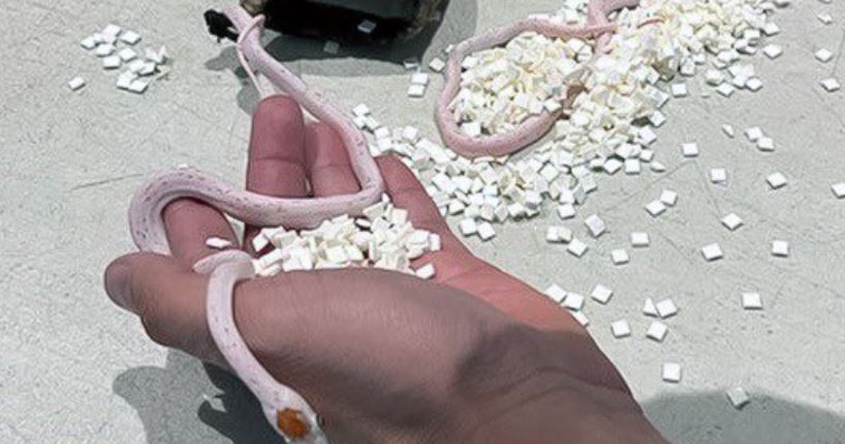 パンツ LGB BOXER SARRUEL-2 WHITE SNAKE Snakes-found-at-airport-II.jpg