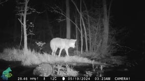 'Amazing' video shows wolf hunting fish in northern Minnesota