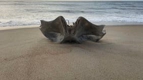 Rare 40-ton whale skull discovered on North Carolina beach