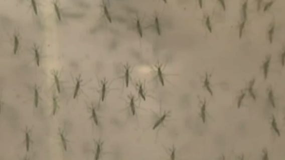 Minnesota braces for mosquito season amidst rainy spring
