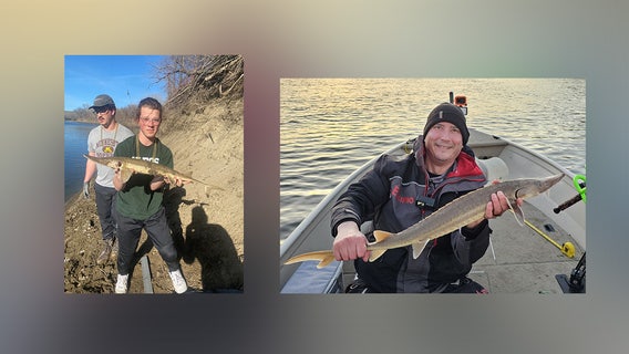 2 record-breaking shovelnose sturgeons caught within 4 days in MN