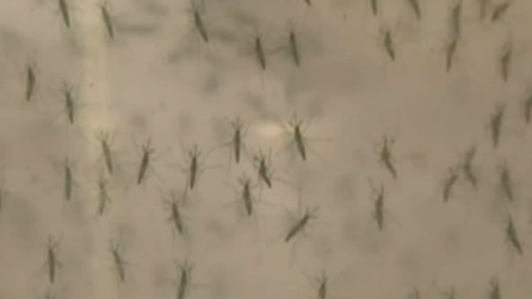 Minnesota braces for mosquito season amidst rainy spring