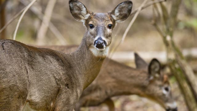 Motorcyclist dies after hitting deer in northern Minnesota