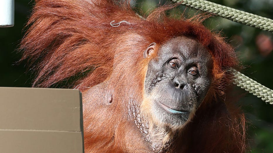 FILE - A Sumatran Orangutan named Puppe is seen during her 56th birthday celebration at Toronto Zoo on Sept. 23, 2023, in Toronto, Ontario, Canada. (Photo by Mert Alper Dervis/Anadolu Agency via Getty Images)
