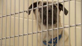 Minneapolis's animal shelter will be open for adoptions on Saturdays