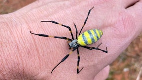 'Floating' Joro spiders are moving north: Will they spread to MN?