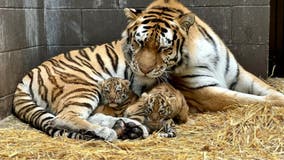 Minnesota Zoo welcomes birth of 2 rare tiger cubs