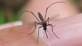 Mosquito levels high in Minnesota thanks to frequent rain