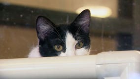 MN Department of Health seeing uptick in disease that often infects cats