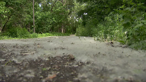 Cottonwood seeds blowing in Minnesota’s ‘season of sneeze’