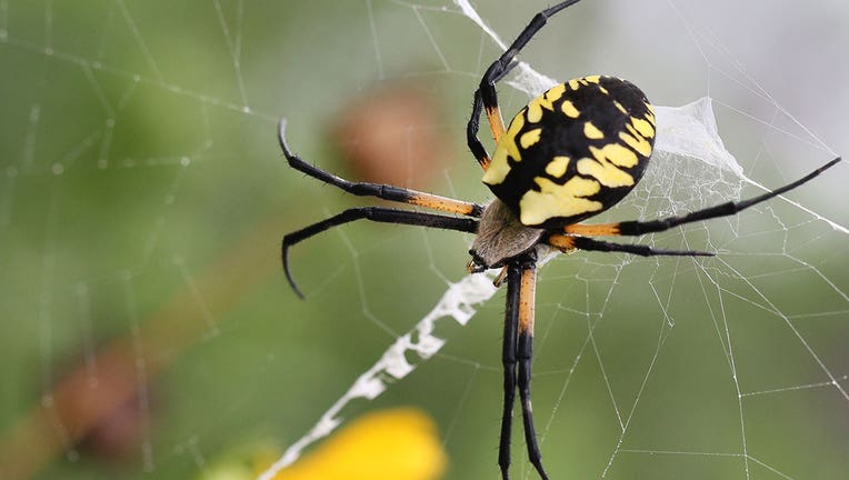 Floating' spiders are moving north: Will they spread to Minnesota?