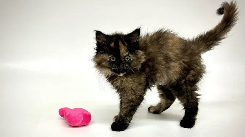 Rare intersex kitten defies feline genetics, surprises vets at