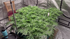 Homegrown marijuana sales legal under Minnesota constitution, lawsuit claims