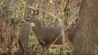 Minnesota DNR expands deer feeding ban to 5 more counties to slow CWD spread