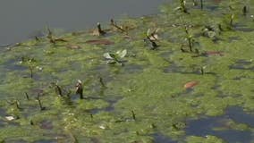 Pollution control officials work to slow spread of algae