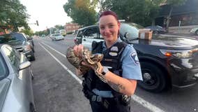 Large snake left behind in rideshare vehicle, MPD recovers it: Video