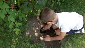 9-year-old gopher-trapping boy raking in cash in Minnesota