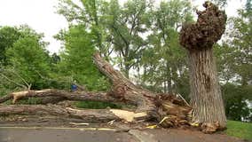 Minneapolis park workers strike impacting storm cleanup efforts