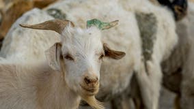 Anoka County Fair to have silent disco with farm animals