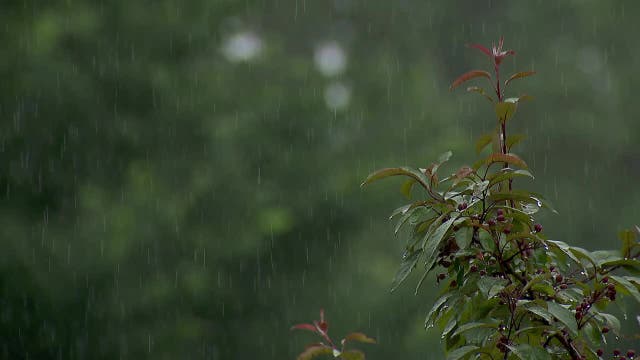 Rainfall totals from our Independence Day