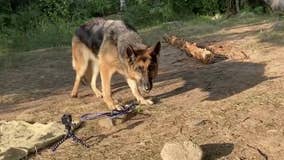 Dog lost for 55 days in Boundary Waters found safe