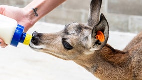 Minnesota Zoo welcomes rescued pronghorn fawn, Marcie