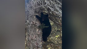 Black bears roam Ely, authorities monitoring their visit