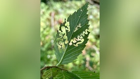 Invasive elm zigzag sawfly found in Minnesota for first time