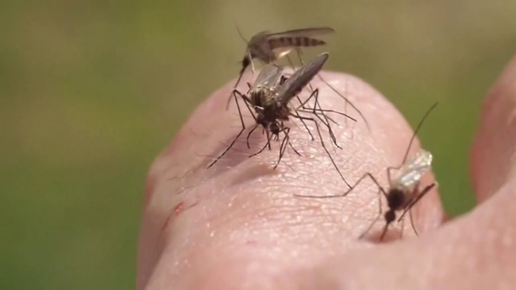 Wisconsin West Nile virus: 2 dead, 1 hospitalized so far