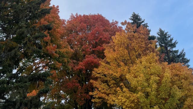 Minnesota DNR shares what to expect for 2025 fall colors