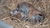 Como Zoo welcomes birth of 2 rare Amur tiger cubs