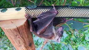 City of Minneapolis says to be aware of bats with rabies