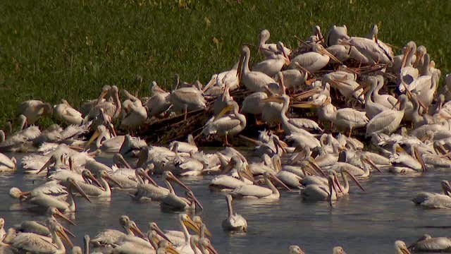Hundreds of pelicans hanging out on Twin Cities lake: Video
