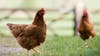 1.3 million chickens killed after poultry producer files bankruptcy