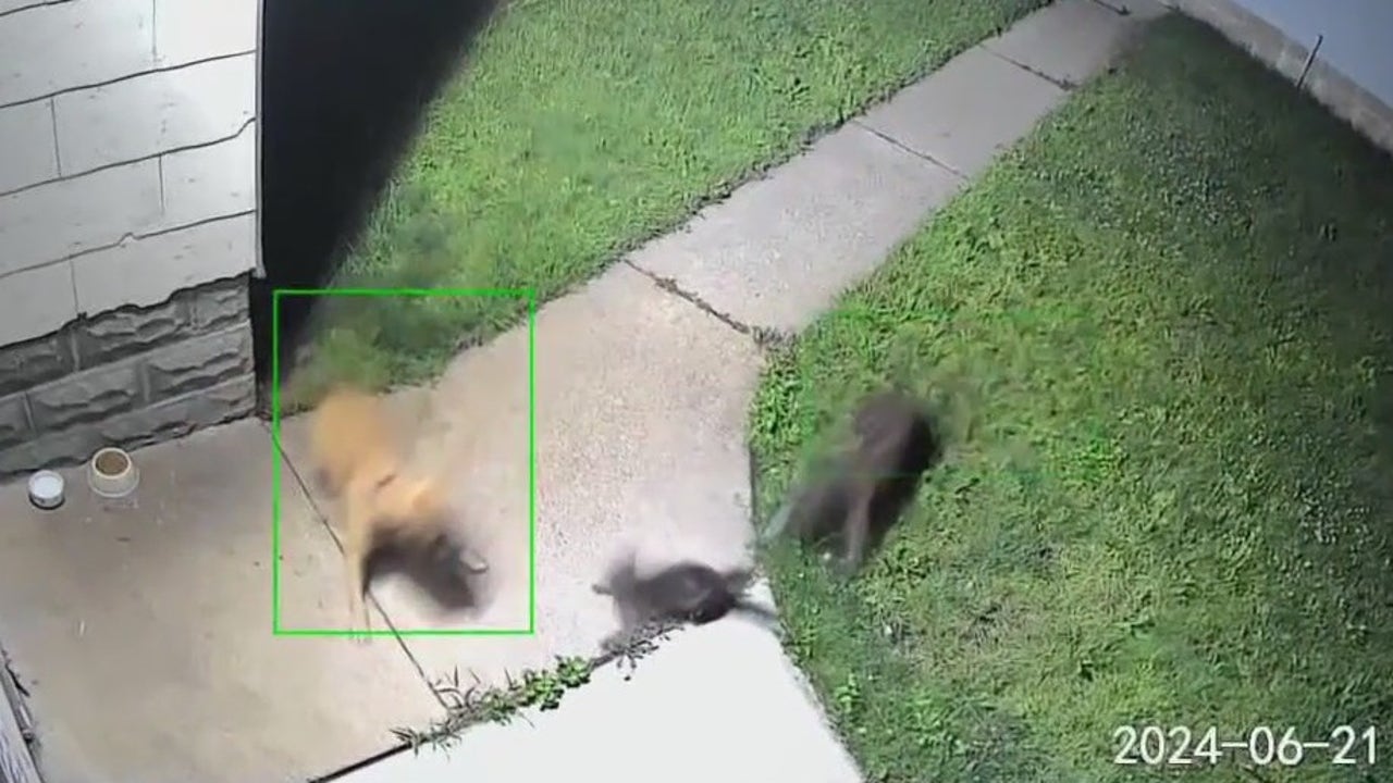 Violent dogs allegedly terrorizing St. Paul's Frogtown