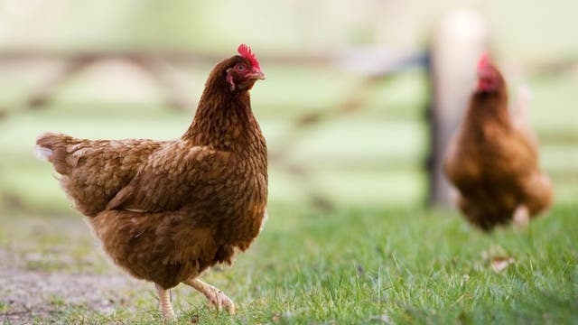 1.3 million chickens killed after poultry producer files bankruptcy