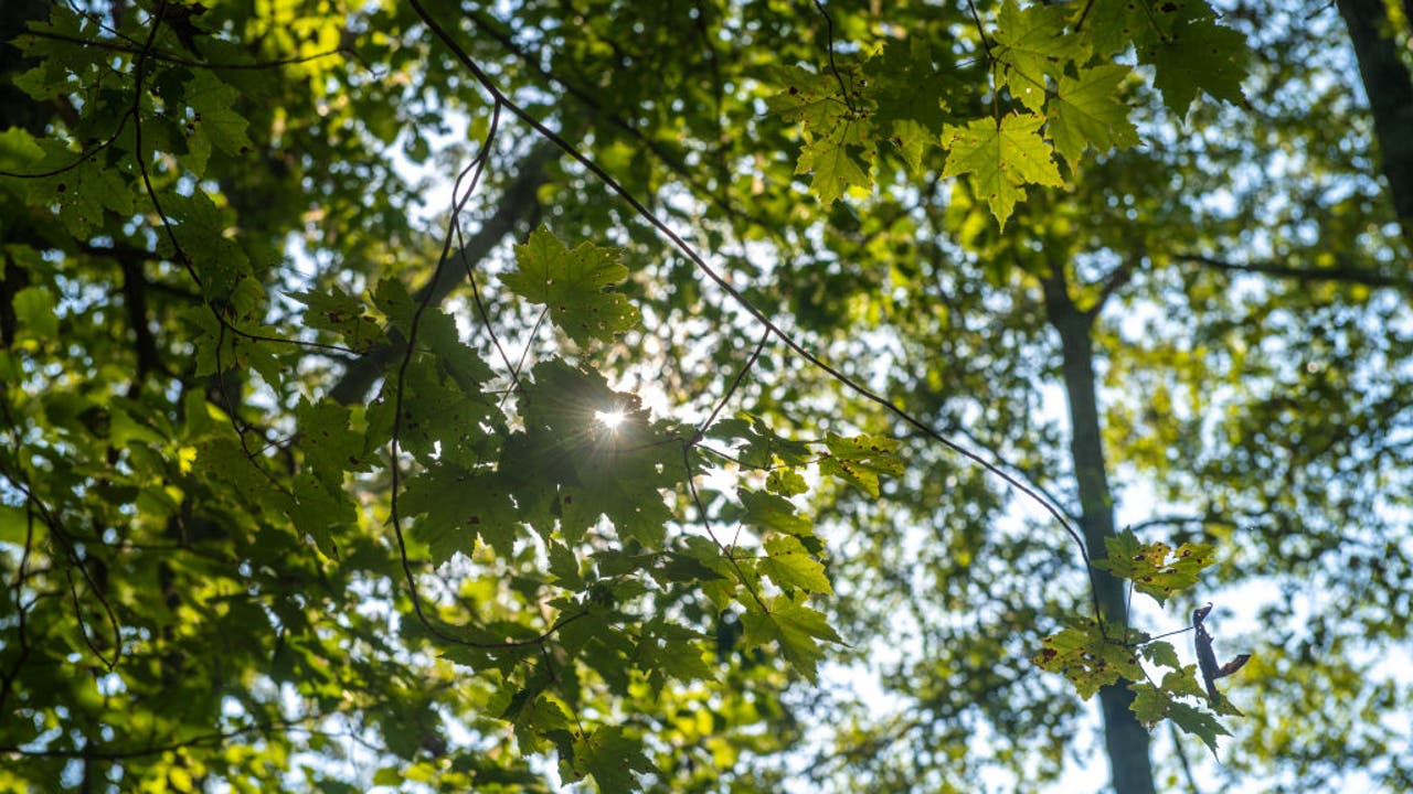 60 newly planted trees destroyed, some thrown into Mississippi River in St. Paul