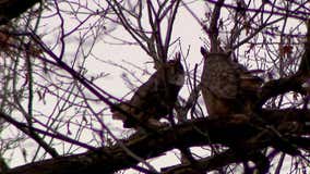 Why you could be seeing more owls in Minnesota this winter