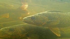 Mille Lacs Lake walleye limit set at 2 fish for this winter