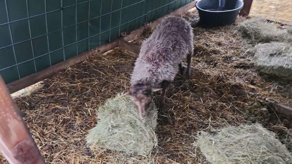 Brad the sheep captured after weeks on the run near Duluth